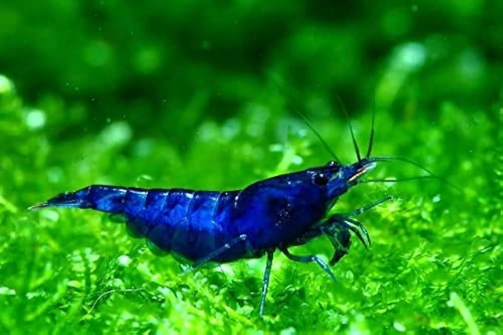 Vibrant Blue Dream Neocaridina Shrimp for Freshwater Aquariums
