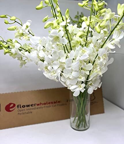 Premium Cut White Orchids in Glass Vase for Any Occasion