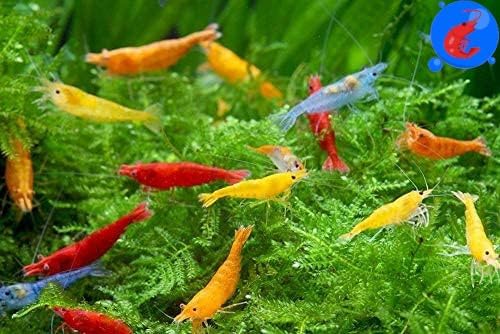 Vibrant Mixed Color Neocaridina Shrimp for Freshwater Aquariums