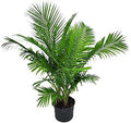 Majesty Palm Tree Plant - Lush Tropical Addition for Home