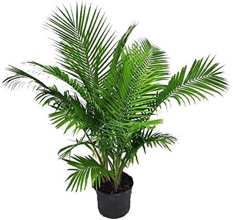 Majesty Palm Tree Plant - Lush Tropical Addition for Home