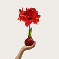 Waxed Amaryllis Bulb Cranberry Wax - Extra Large Seasonal Bloom