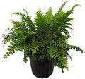 Macho Fern 'Giant Sword' 10-Inch Pot for Lush Green Decor
