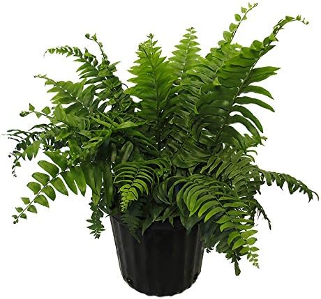 Macho Fern 'Giant Sword' 10-Inch Pot for Lush Green Decor
