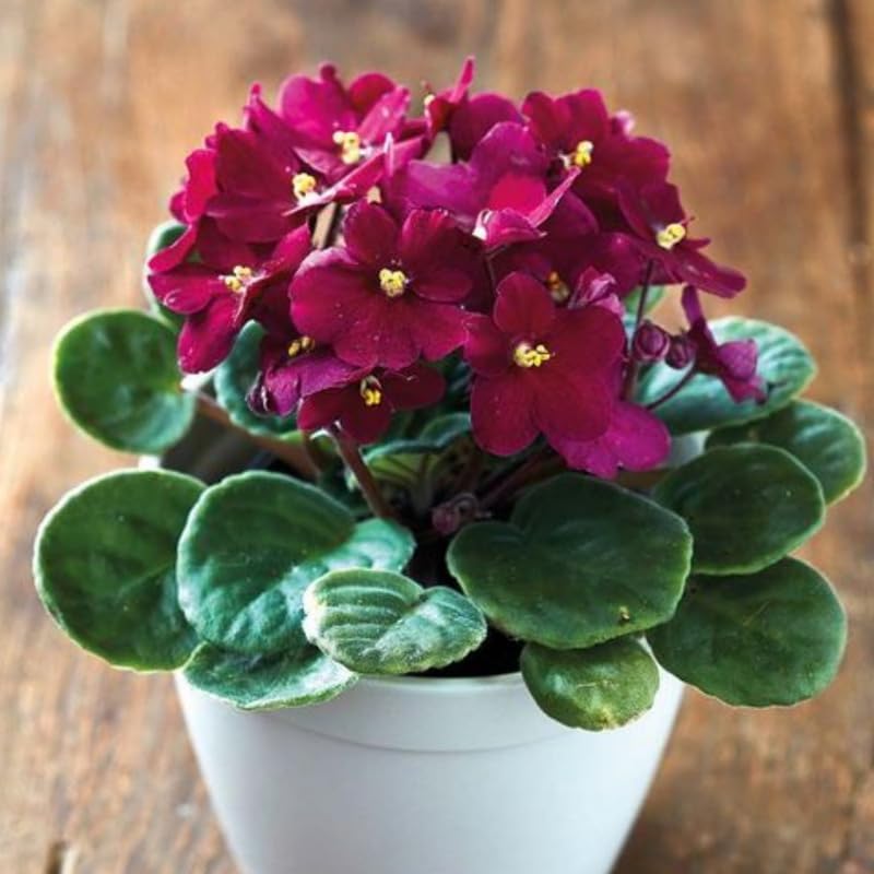Burgundy Red African Violet Live Plant by AVERAR - 4 Inch Pot
