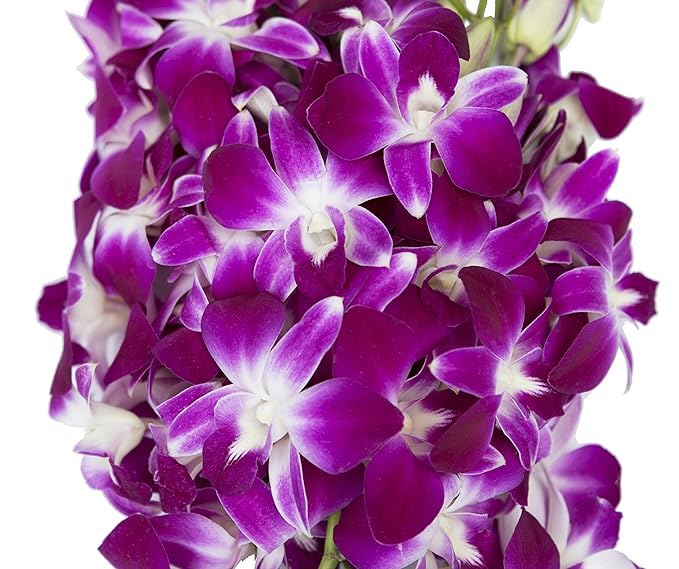 KaBloom Wedding Collection 30 Purple Orchids for Special Occasions