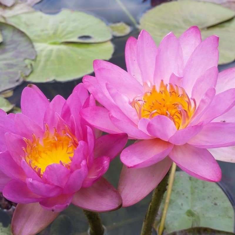 Siam Purple 2 Live Perennial Water Lily for Perfect Ponds