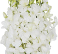 30 White Orchids Cut to Order for Weddings and Special Events