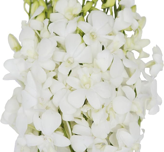 30 White Orchids Cut to Order for Weddings and Special Events