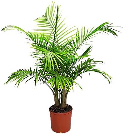 Majesty Palm - Live Palm Tree Plant by Tropical Plants of Florida