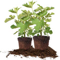 Chicago Hardy 2 Pack Fig Trees - Cold Hardy Patio Fruit Trees