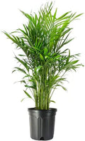 Cat Palm 10-Inch Pot Live Tropical Houseplant - Lush, Low-Maintenance