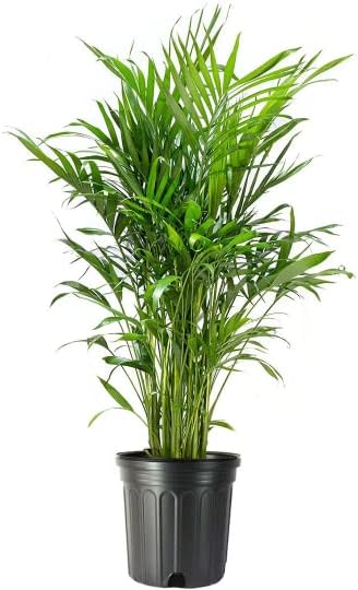 Cat Palm Plant 10-Inch Pot - Lush Tropical Houseplant Decor