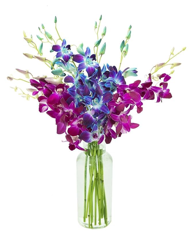 10 Blue and 10 Purple Orchid Bouquet for Every Occasion