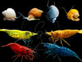 Premium High-Grade Neocaridina Shrimps with Mystery Snails