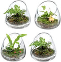 5 Inch Premium Clear Glass Terrarium for Air Plants & Candles