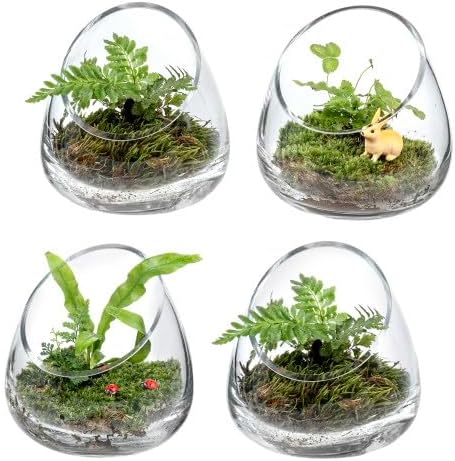 5 Inch Premium Clear Glass Terrarium for Air Plants & Candles