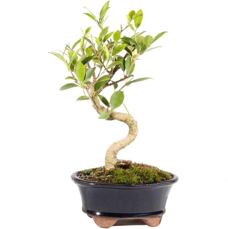 Golden Gate Ficus Indoor Bonsai Tree - Lush and Easy Care