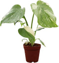 Monstera Thai Constellation Live Plant - Rare Variegated Statement
