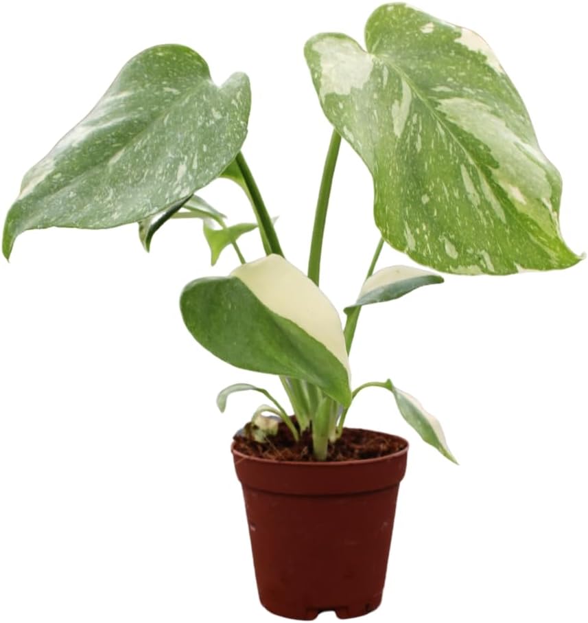 Monstera Thai Constellation Live Plant - Rare Indoor House Plant
