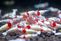 SF Aquatic 20 PRE RED LINE SHRIMPS Caridina Taiwanese Bee Package