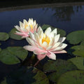Barbara Dobbins Peach Water Lily - Perennial Pond Plant