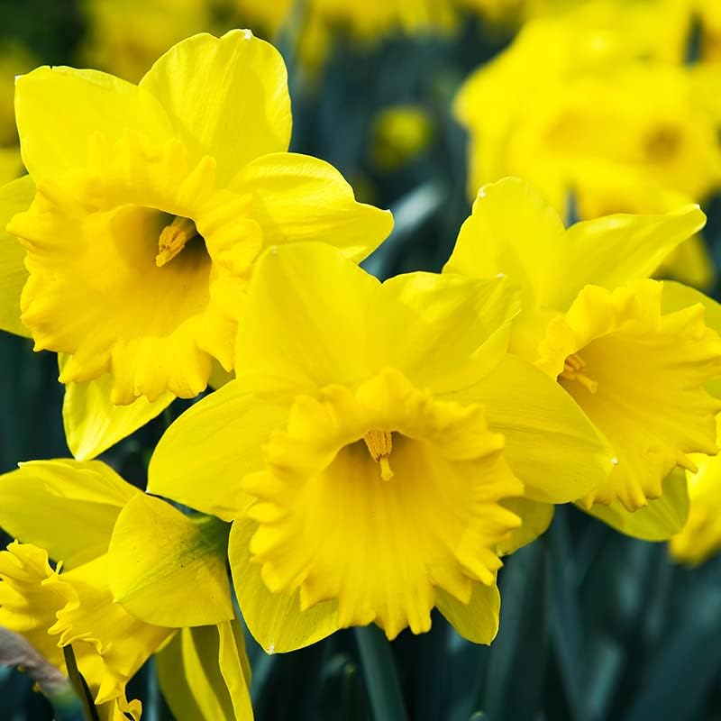 50 Premium Quality Yellow Daffodil Bulbs for Easy Planting