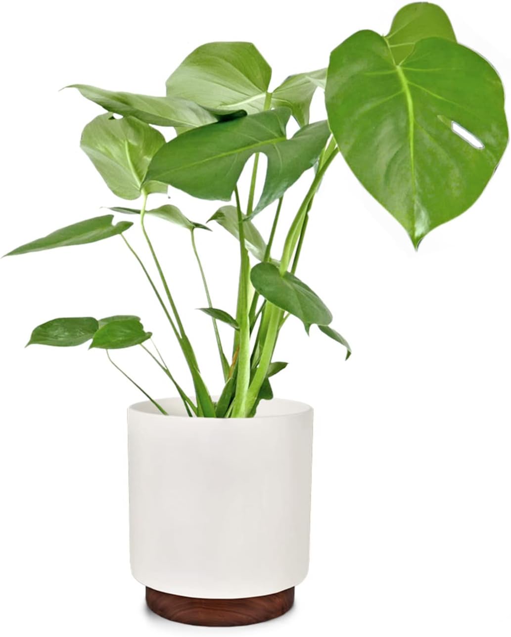 10 Inch Plant Pot with Wooden Base for Indoor Plants