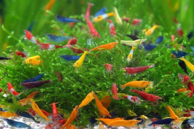 Neocaridina High Grade Shrimps for Vibrant Freshwater Aquariums