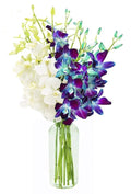 10 Blue and 10 White Orchid Bouquet with Vase - Fresh Valentine Gift