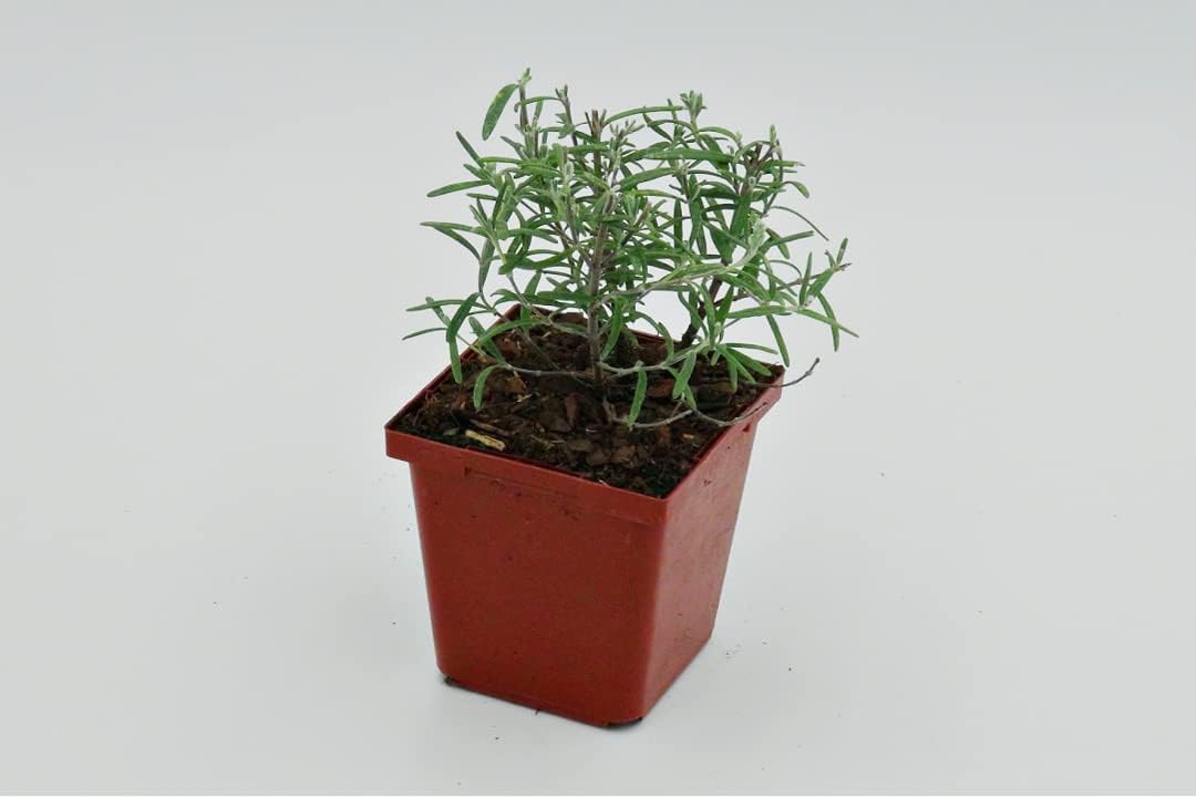 ARP Rosemary Plants - Fragrant Evergreen Perennials for Your Garden