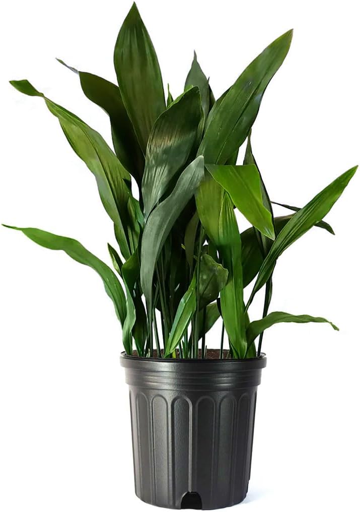 Cast Iron Plant Live 10-Inch Potted Evergreen for Low-Light Areas