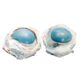 Anatomy Lab Preserved Cow Eye Specimen for Dissection - Vacuum Pack