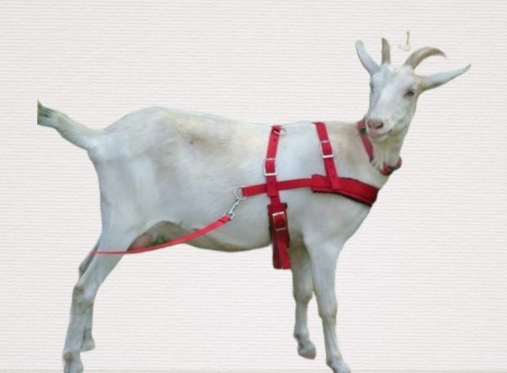 Goat Pulling Harness with Tugs for Carts and Wagons - Red