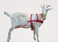 Goat Pulling Harness with Tugs and Belly Band - Work Harness for Pygmy