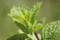 Mojito Mint Live Perennial Plants - 2x 3.5in Pots - Fresh Herb