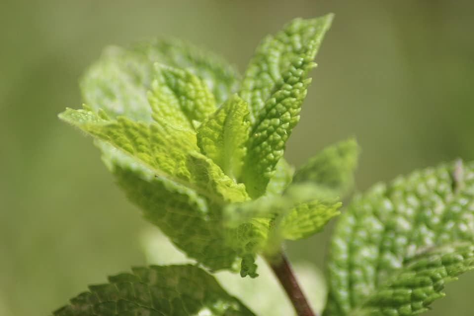 Mojito Mint Live Perennial Plants for Your Garden Delight