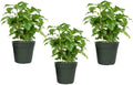 Arabica Coffee Plant 3 Pack for Indoor and Outdoor Gardens