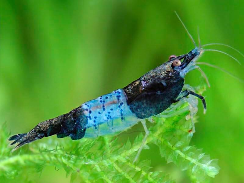 High Grade Blue Rili Shrimps for Vibrant Freshwater Aquariums