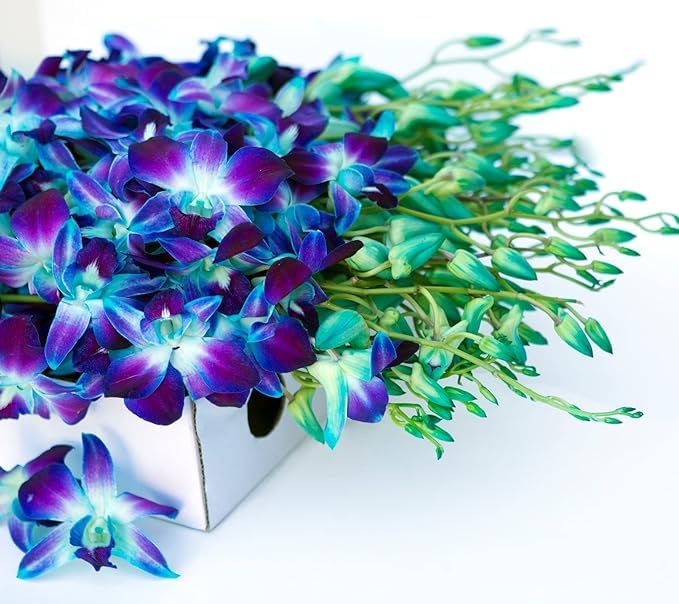 30 Blue Orchids from KaBloom - Perfect Gift for Any Occasion