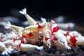 SF Aquatic 10 Crystal RED Shrimps for Your Aquarium