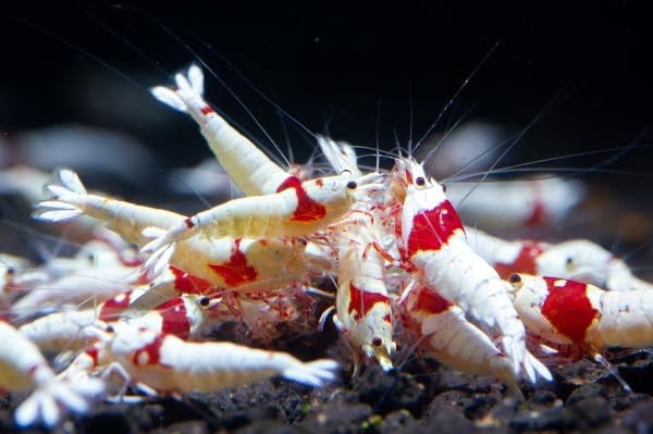 SF Aquatic 10 Crystal RED Shrimps for Your Aquarium