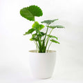 Memphis 18 in Round Indoor Floor Planter Pot - Lightweight Statement