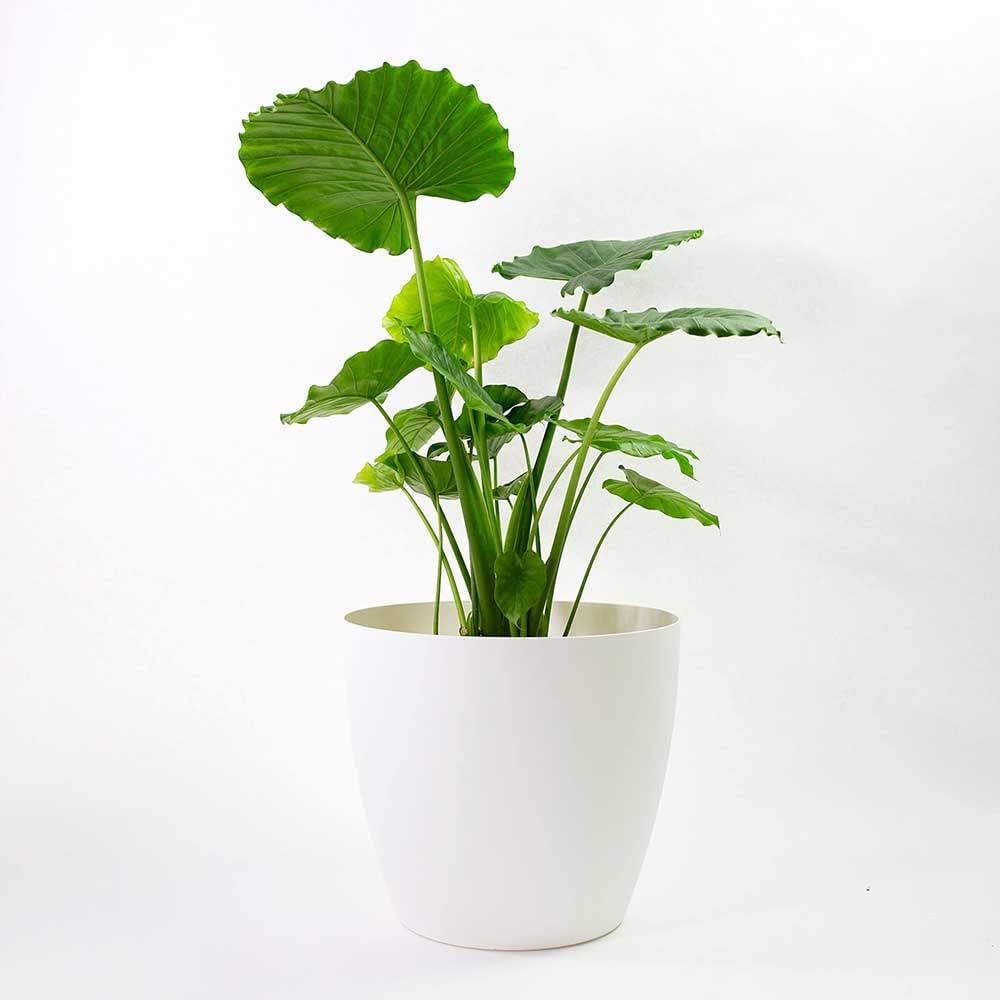 Memphis 18 Inch Round Indoor Floor Planter Pot for Home Decor