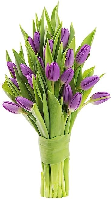 Premium 20 Purple Tulips for Weddings and Special Occasions