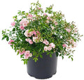 Live Plant Rosa The Fairy Rose #3 Gallon - Compact Pink Bloomer
