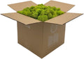 Preserved Reindeer Moss - Natural Craft Moss for Home Decor
