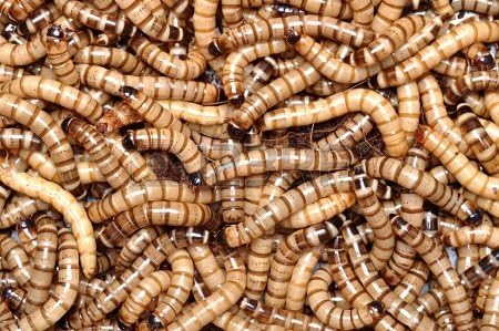 1000 Live Superworms - Kingworms - Zophobas Morio for Pets