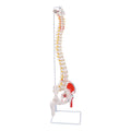 Life Size Spine Model 34.6in Flexible Vertebral Column - Detailed