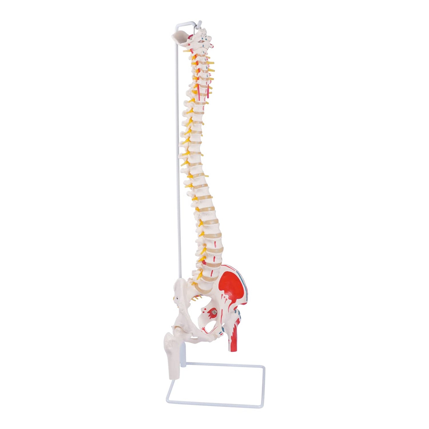 Life Size Spine Model for Anatomy Study and Education Purposes